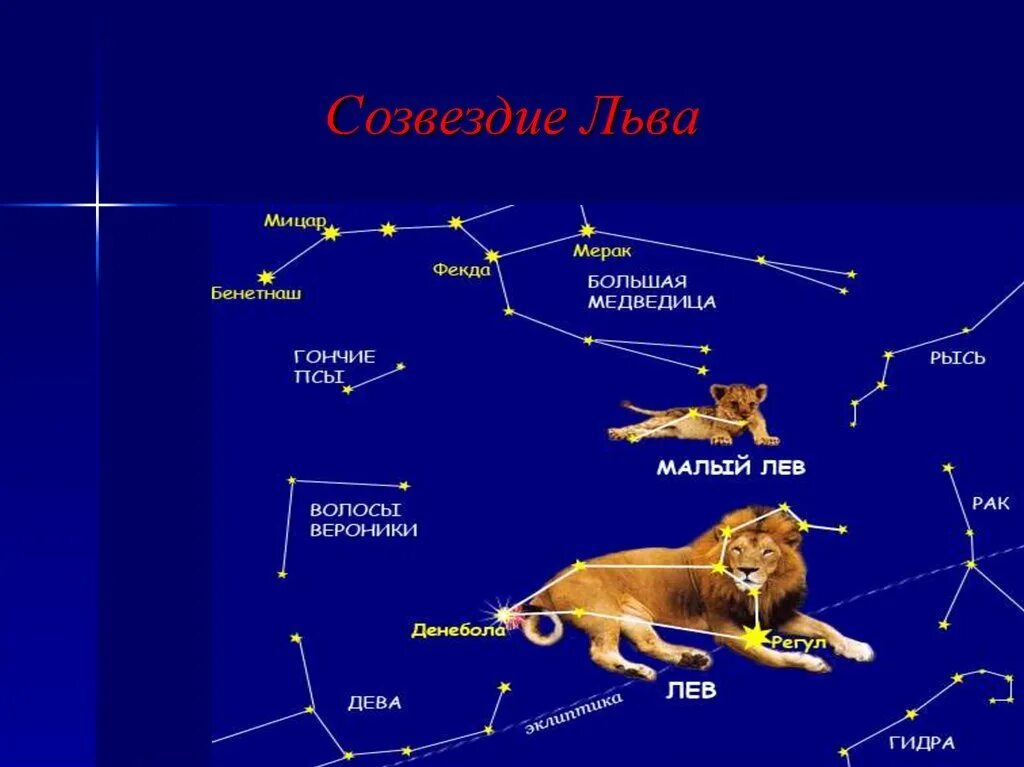 Сказка о созвездии льва. Звезда регул в созвездии Льва. Созвездие Льва окружающий мир 1 класс. Малый Лев Созвездие схема. Денебола звезда в созвездии Льва.