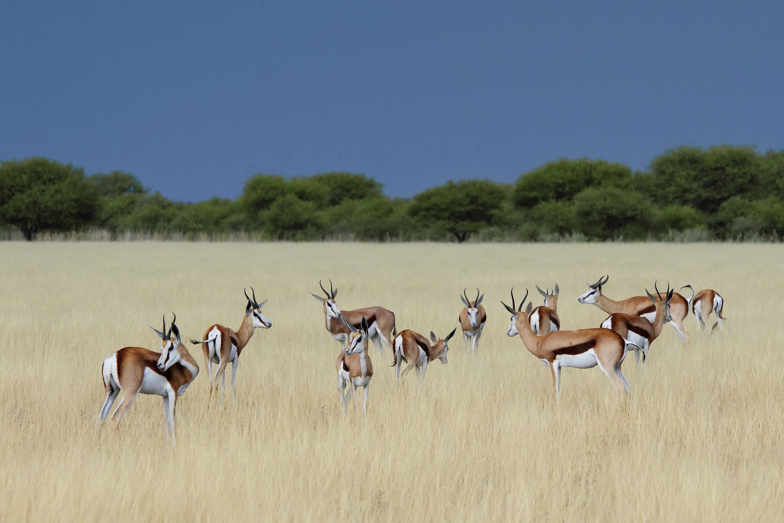 Wildlife ответы. Ботсвана Калахари. Заповедник Калахари в Африке. Национальный охотничий заповедник Сентрал-Калахари. Калахари сафари.