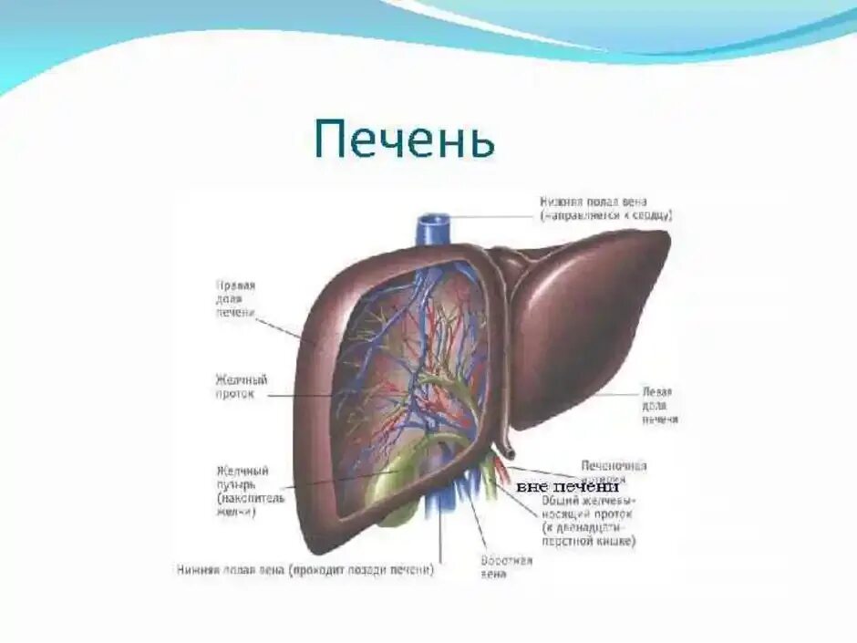 Секрет железы печени. Строение печени человека анатомия. Внутреннее строение печени схема. Структура печени внутри. Печень ее строение и функции.