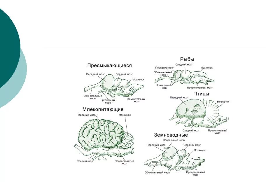 Филогенез мозга. Строение головного мозга рептилий. Строение головного мозга амфибии. Филогенез нервной системы птиц. Строение нервной системы рептилий.