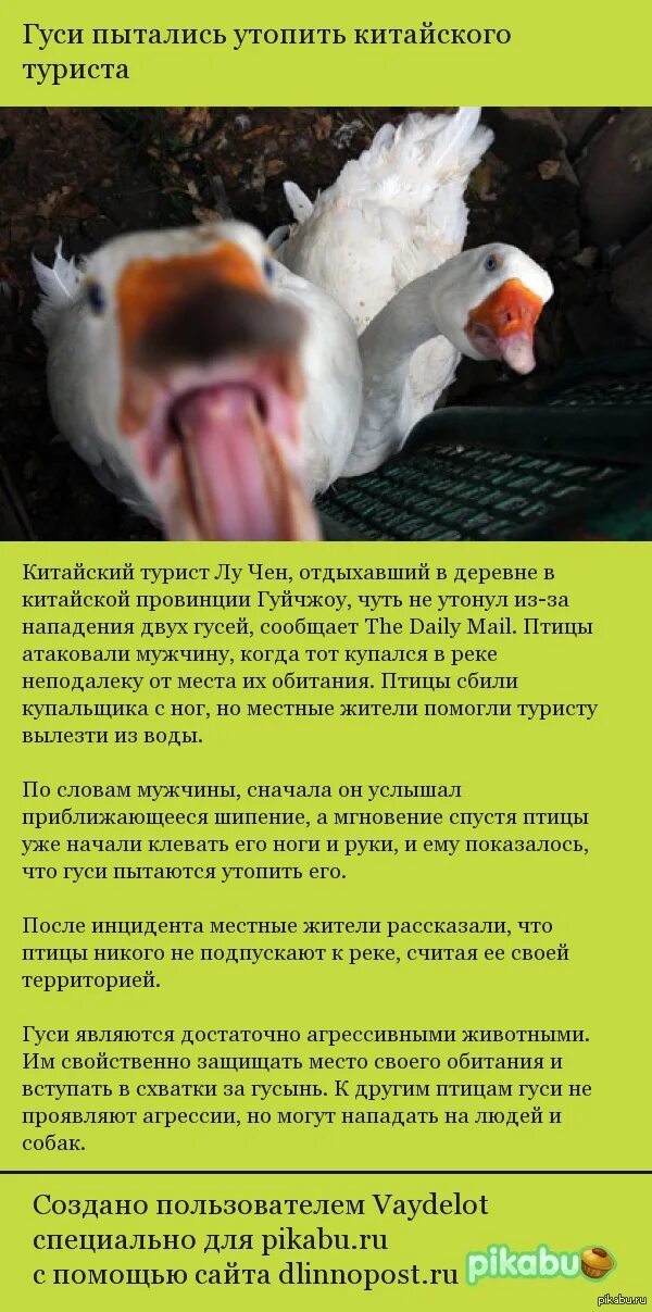 Красивый гусь. Сон приснился гусь. Гусь. Довольный гусь. Сон приснился гусь.