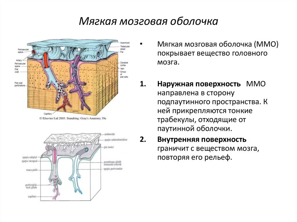 Головной мозг покрыт оболочками. Мягкая оболочка головного мозга. Строение мягкой оболочки головного мозга. Мягкая оболочка мозга функции. Паутинная мозговая оболочка головного мозга.