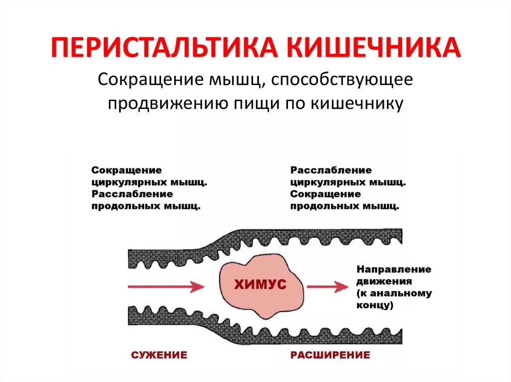 Волнообразные сокращения стенок желудка и кишечника. Моторика кишечника. перистальтические сокращения. перистальтические сокращения кишечника. перистальтика тонкой кишки.