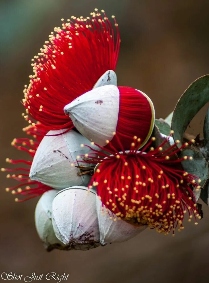 Pin by Johnathan Diong on An Orchid in 2020 Unusual flowers, Strange flowers, Am