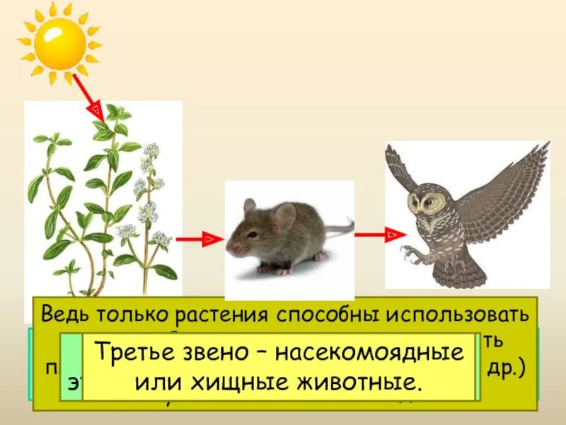 Цепь питания филина