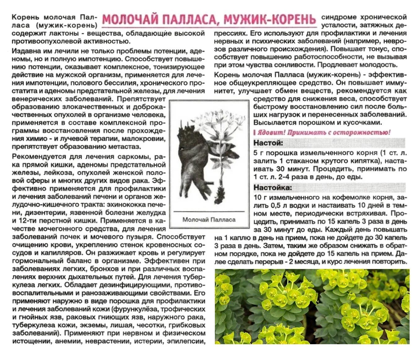 Мужской корень молочай палласа. Мужик корень. Красный корень алтайские травы. Настойка мужик корня. Корень палласа настойка.