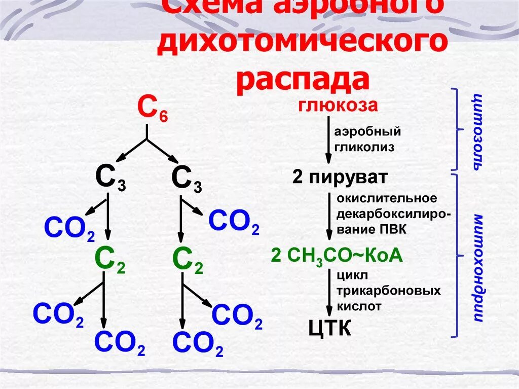 Аэробное окисление углеводов схема. Дихотомический путь окисления Глюкозы. Дихотомический путь окисления Глюкозы биохимия аэробный. Дихотомическое окисление Глюкозы биохимия.