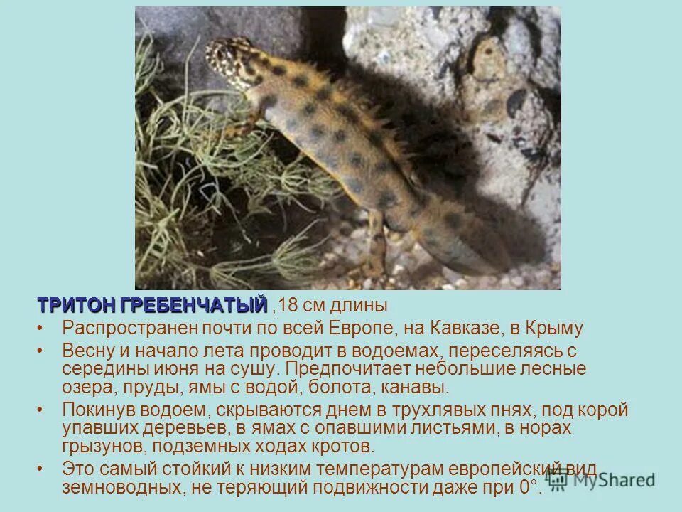 Гребенчатый тритон представитель отряда. Гребенчатый тритон отряд. Гребенчатый тритон triturus cristatus (laurenti, 1768). Гребенчатый тритон сообщение. Гребенчатый тритон отряд.