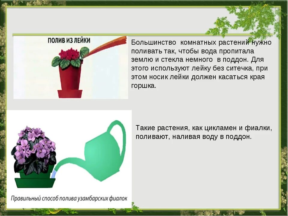 Сколько надо отстаивать. Полив комнатных растений. Полив в поддон комнатные растения. Правила полива комнатных растений. Способы полива растений.