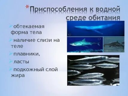 Отметь приспособления