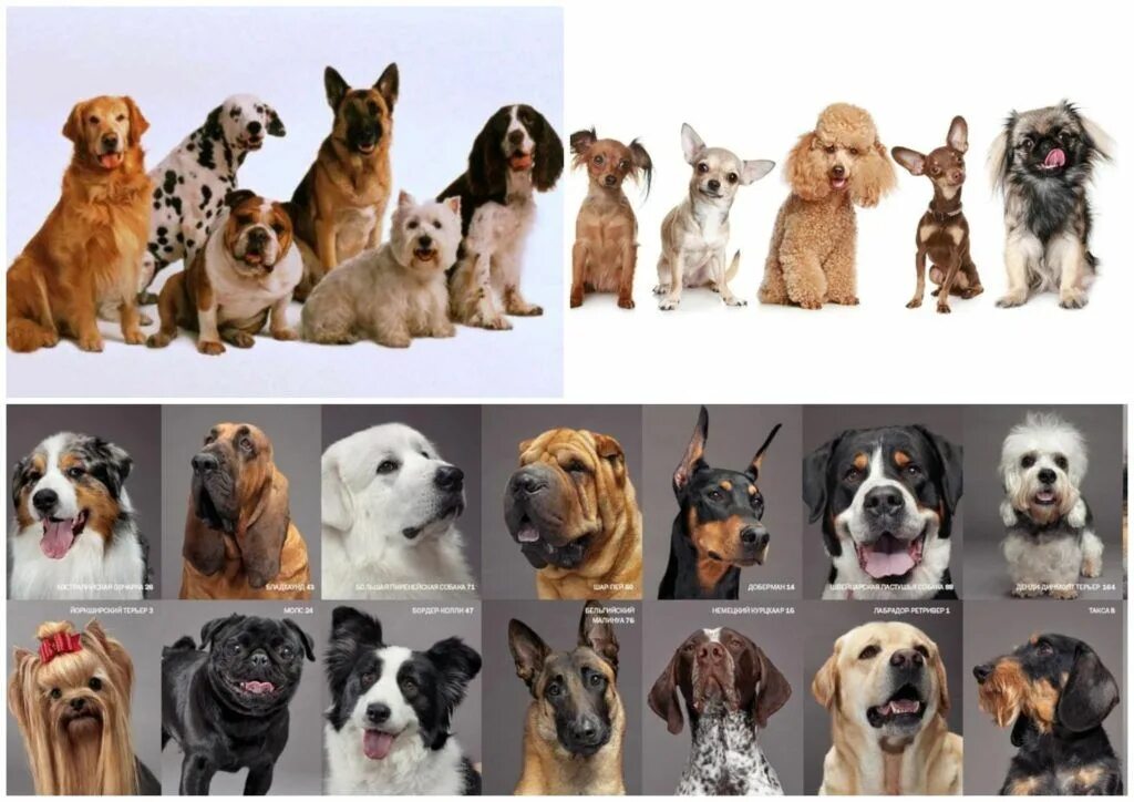 Модные породы собак. Самые популярные породы собак. Самые популярные породы собак 2022. Популярные породы собак в России.