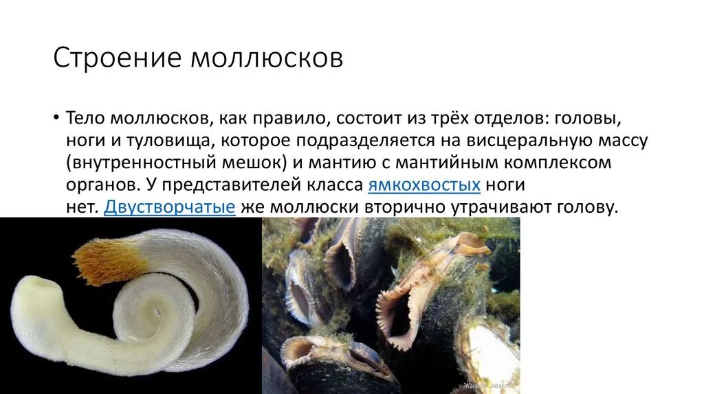 Способы размножения моллюсков. Половая система моллюсков 7 класс. Размножение двустворчатых моллюсков таблица. Двустворчатые моллюски происхождение. Размножение моллюсков.