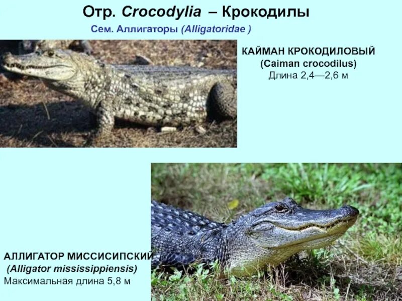 Крокодилов относят к классу