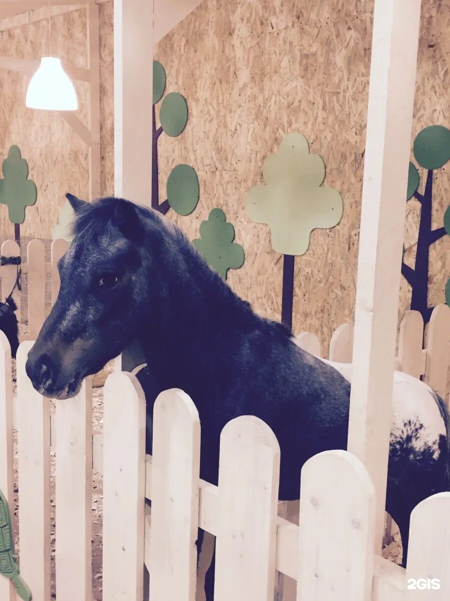 Фермерский уголок. Контактный зоопарк живая сказка новокузнецк. Контактный зоопарк живая сказка новокузнецк. Детсад живой зоопарк. Контактный зоопарк живая сказка новокузнецк.