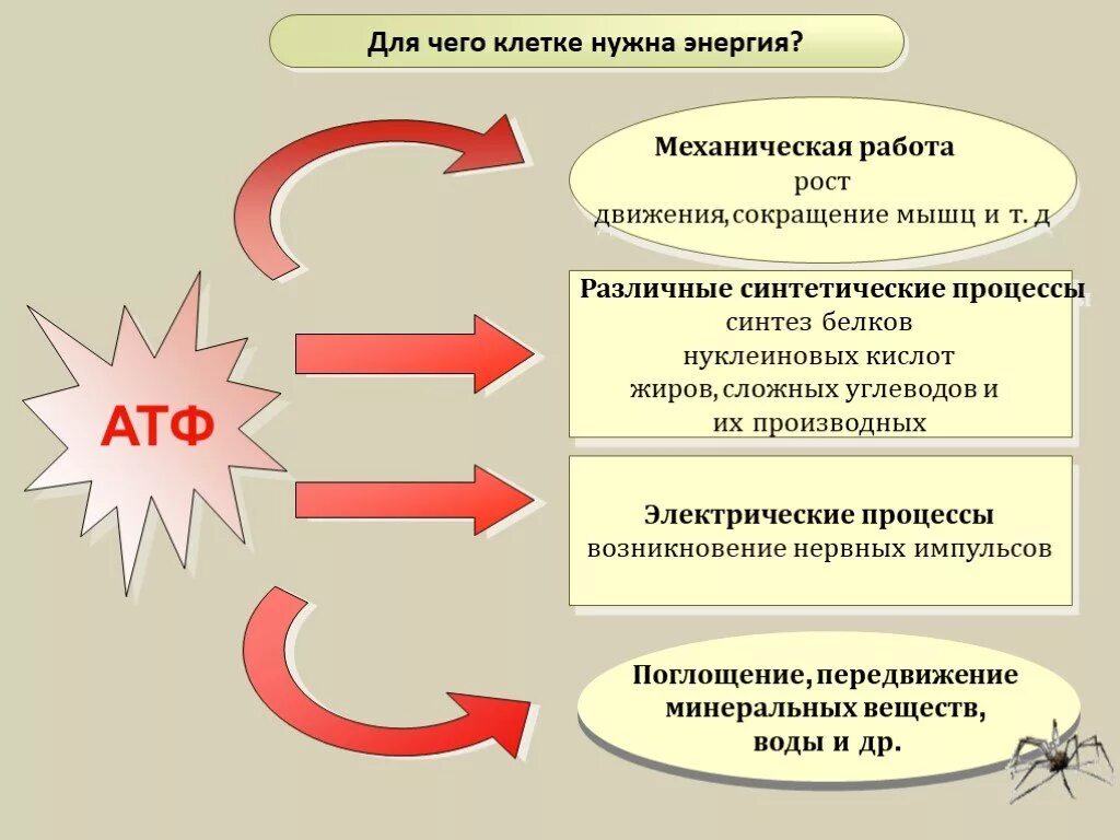 Образование энергии использование. Процессы требующие затрат энергии АТФ. Для чего нужна энергия АТФ. Энергия клетки АТФ. Энергия АТФ используется.