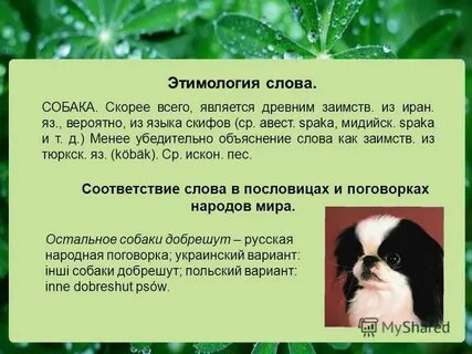 Как произошло слово собака