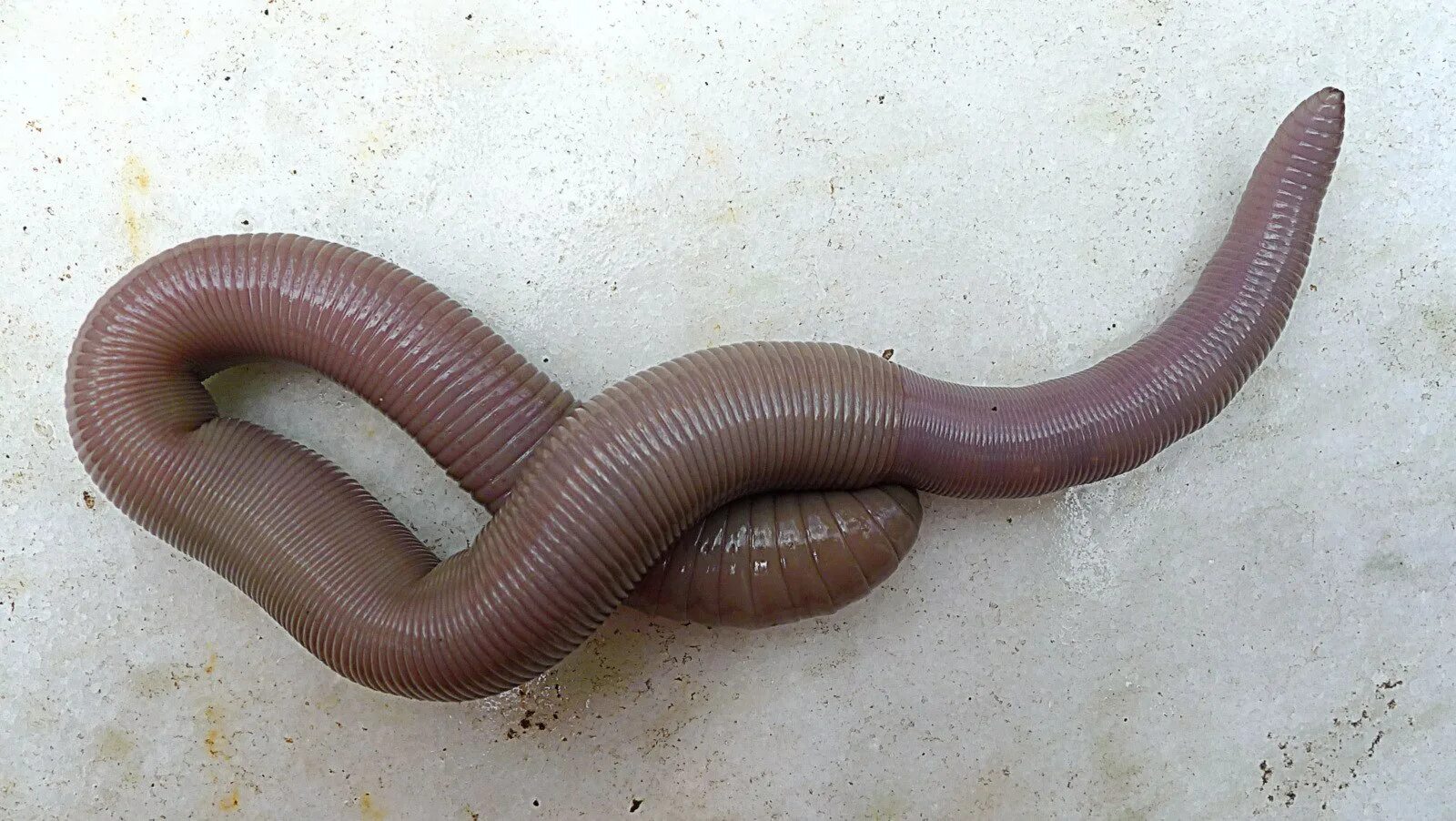 Кольчатые черви аннелиды. Кольчатые черви Малощетинковые дождевой червь. Дождевой червь кольчатый.