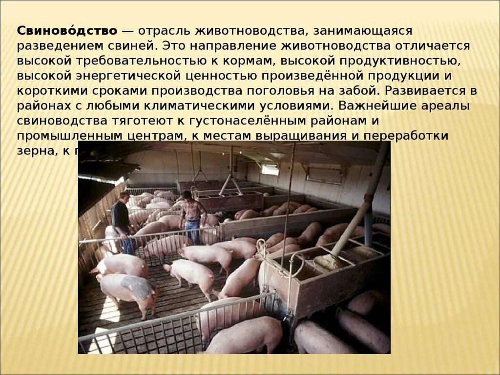Проект про свиноводство. Сообщение о свиноводстве. Презентация на тему свиноводство. Свиноводство отрасль животноводства. Оценка свиней