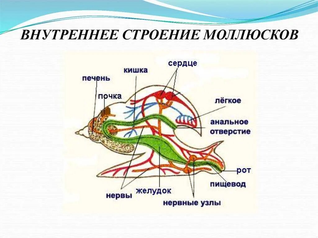 Внешнее и внутреннее строение брюхоногого моллюска. Тип моллюски прудовик строение. Прудовик моллюск строение. Схема органов брюхоногих моллюсков. Органы чувств большого прудовика