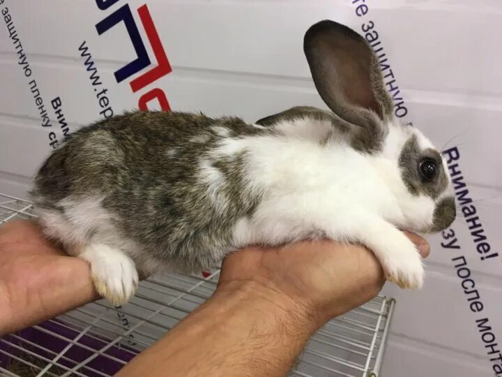 Размер кролика