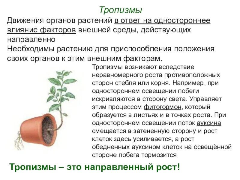 Тропизмы настии. Фототропизм у растений. движение растений тропизмы. положительный фототропизм у растений. фототропизм. геотропизм. гидротропизм.