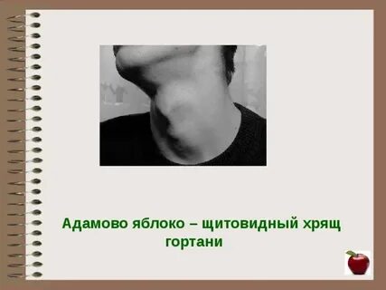 Адамово яблоко у мужчин