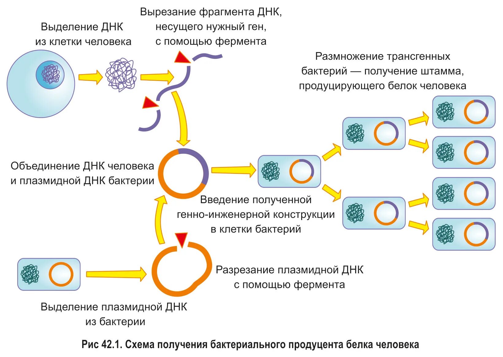 Схема получения трансгенных микроорганизмов. Этапы генной инженерии схема ЕГЭ биология. Схема получения трансгенного растения. Генетическая модификация бактерий. Ген резистентности