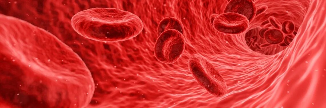Клетки крови. Кровяные тельца. Эритроциты в сосуде.