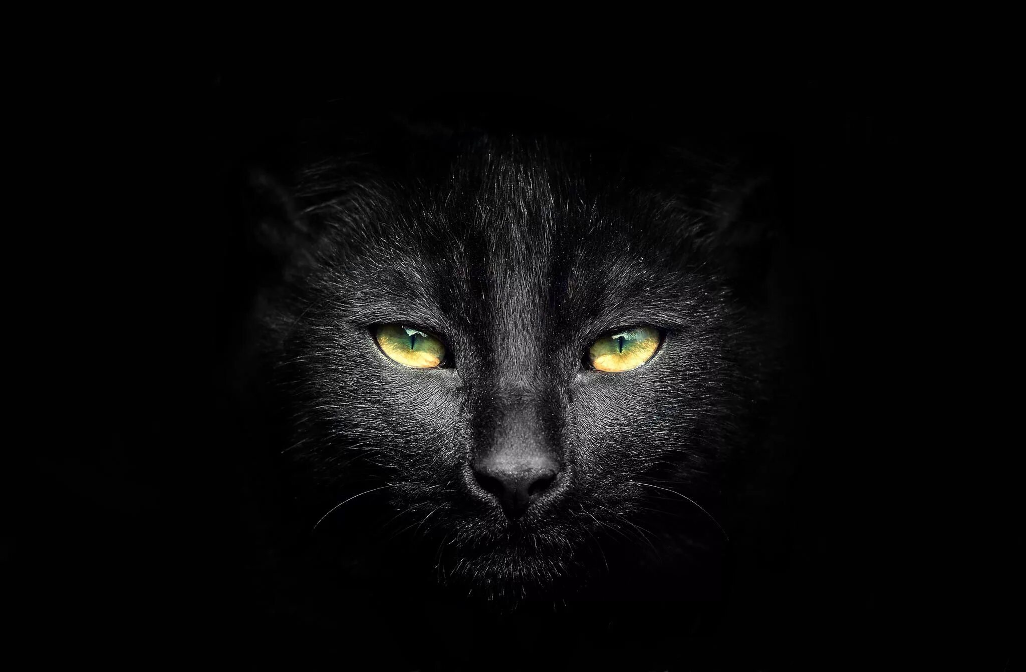 Темно жалкий. Чёрный кот. Черная картинка. Красивый черный. Черный фон картинка.