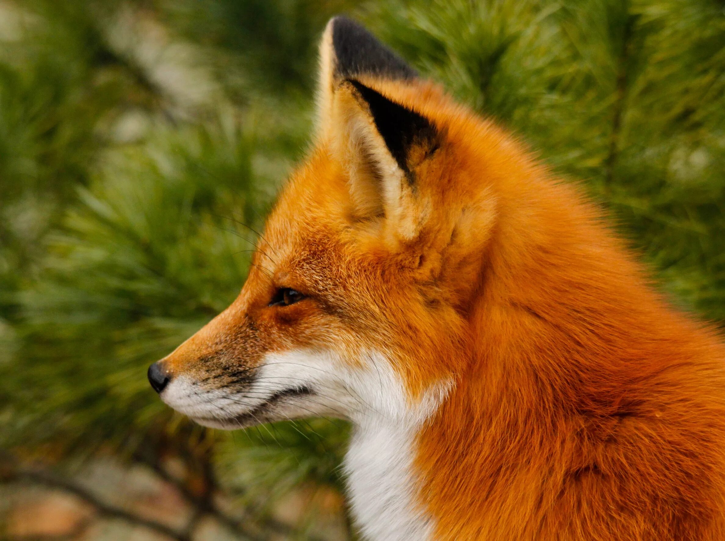 В каком fox. Ред Фокс лиса. Морда лисы. Оранжевая лиса. Лиса в профиль.