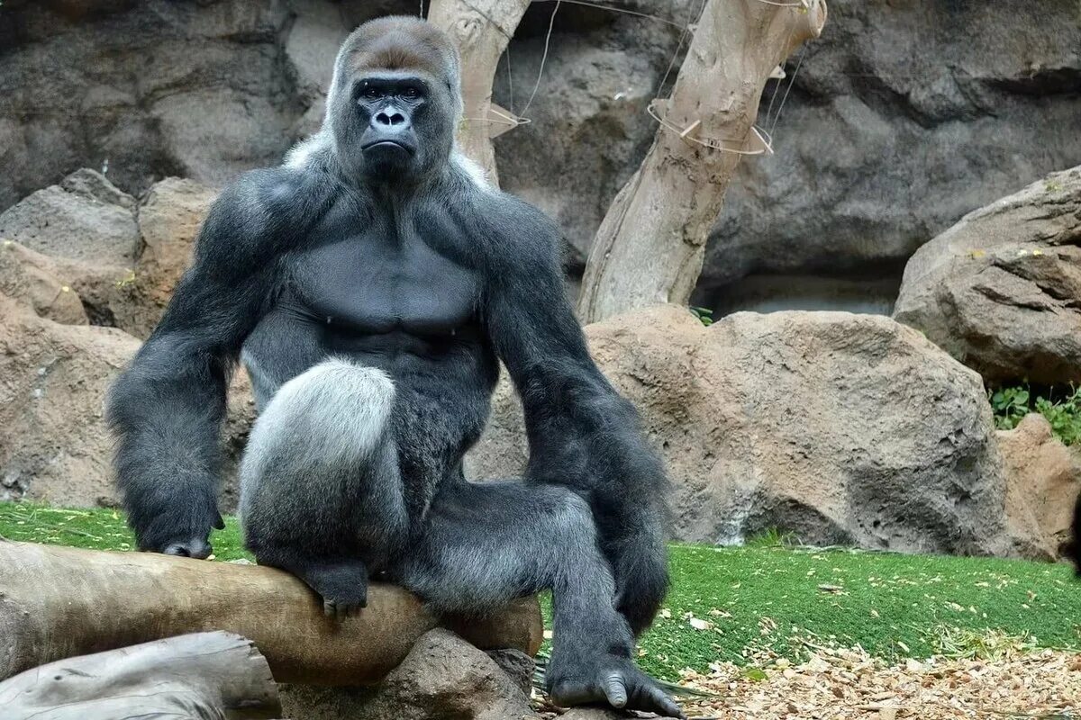 Сколько живет самец. Горилла, самец. Альфа самец гориллы. Вес гориллы самца. Обезьяна горилла.