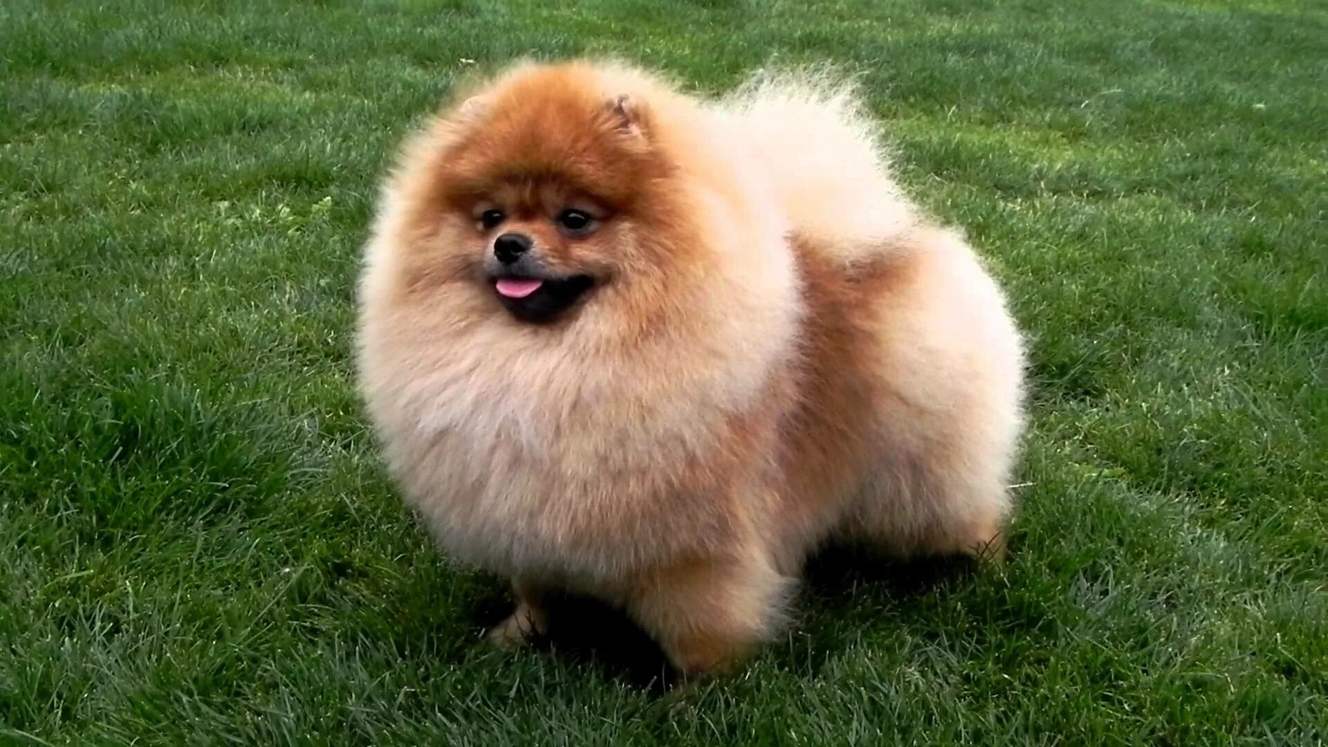 померанский шпиц абрикосовый. шпиц собака минусы. шпиц собака минусы. померанский шпиц мини лисичка. шпиц морда.