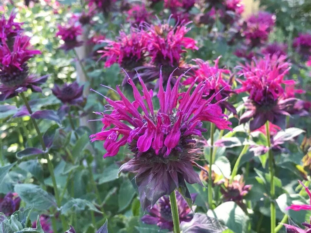 Монарда озон. Monarda Didyma. Монарда Prarienacht. Монарда Кардинал. Монарда Распберри.