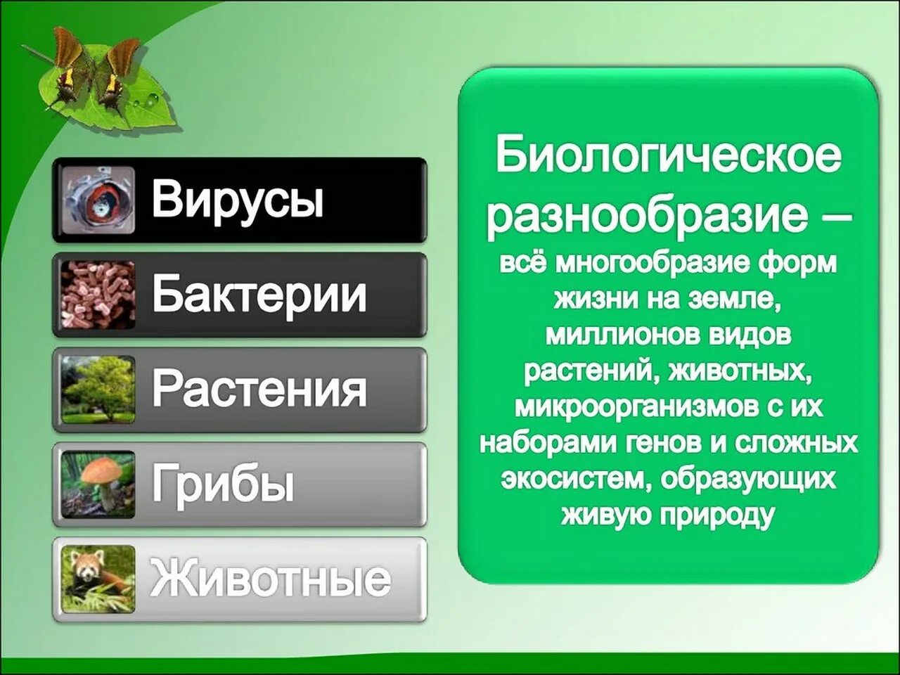 Как сохранить разнообразие растений. Биологическое разнообразие. Разнообразие видов животных. Биоразнообразие это в биологии. Сохранение биоразнообразия.