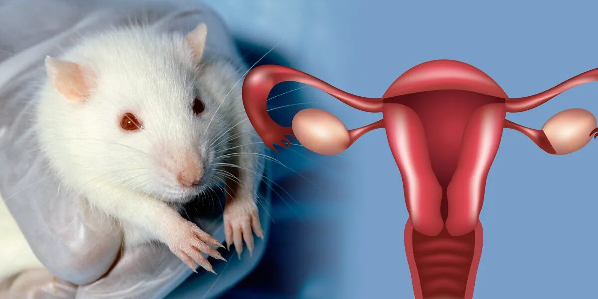 Крыса дышит ртом. Репродуктивная система крыс. Самок крыс Wistar.