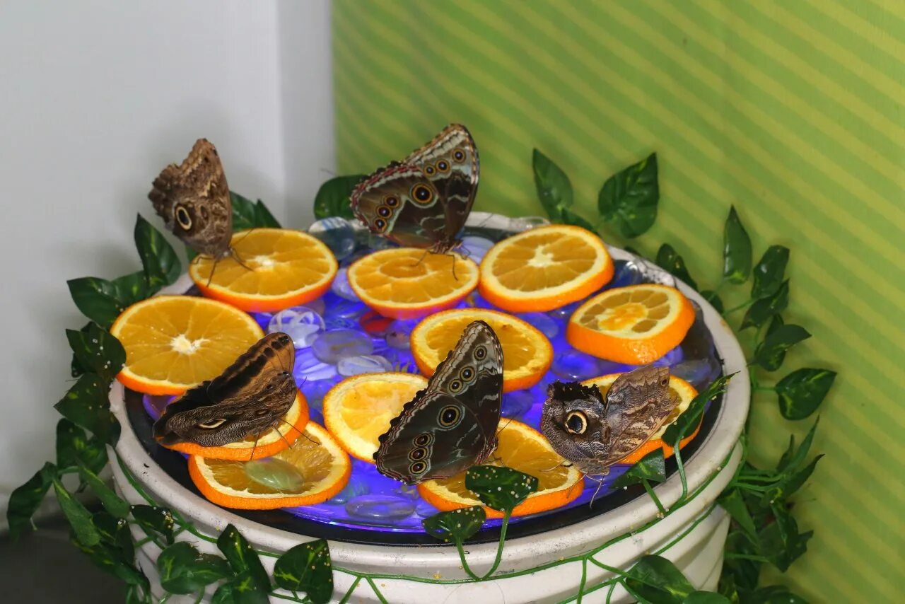 Музей живых бабочек «тропический рай». Выставка тропических бабочек. Выставка живых бабочек. Выставка живых тропических бабочек в Москве.