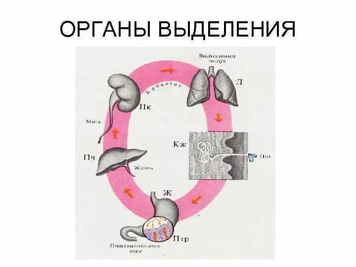 Физиология выделения. Физиология органов выделения. Какие органы принимают участие в выделении