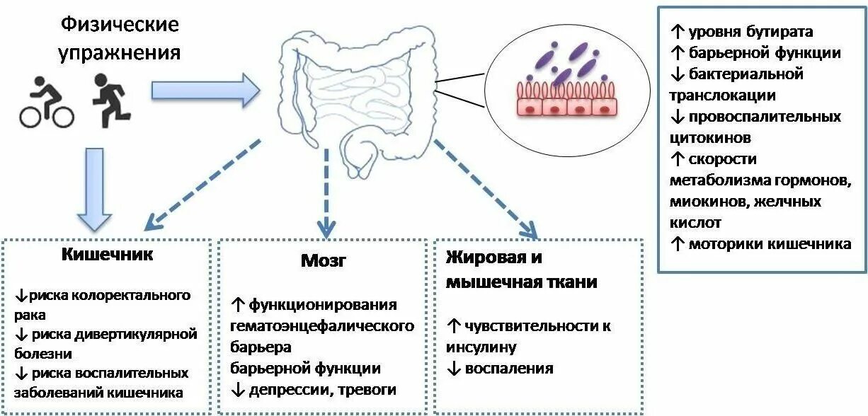 Структура микробиома не соответствует норме. Функции микробиома человека. микробиом кишечника. микробиом кишечника человека. функции микробиома кишечника.