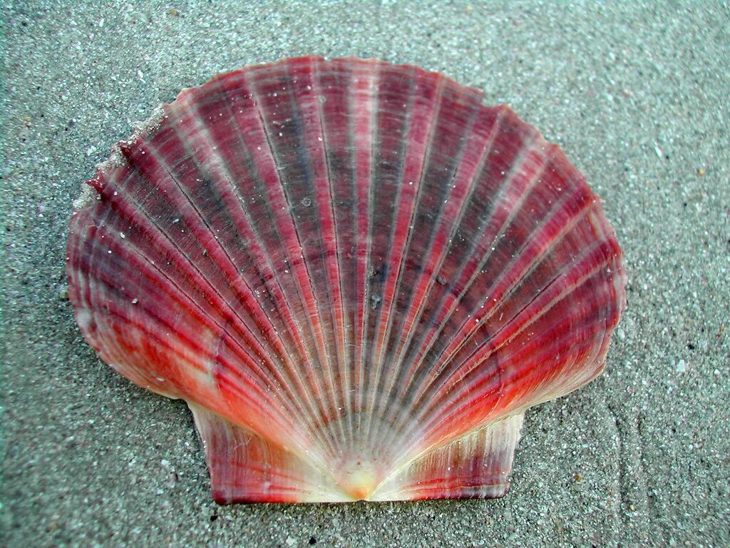 Shell path