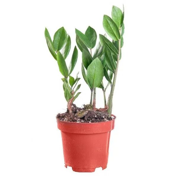 Цветок эмилькус как выглядит Zamioculcas, plante zz : tous les conseils d'entretien Plante zz, Plante porte b