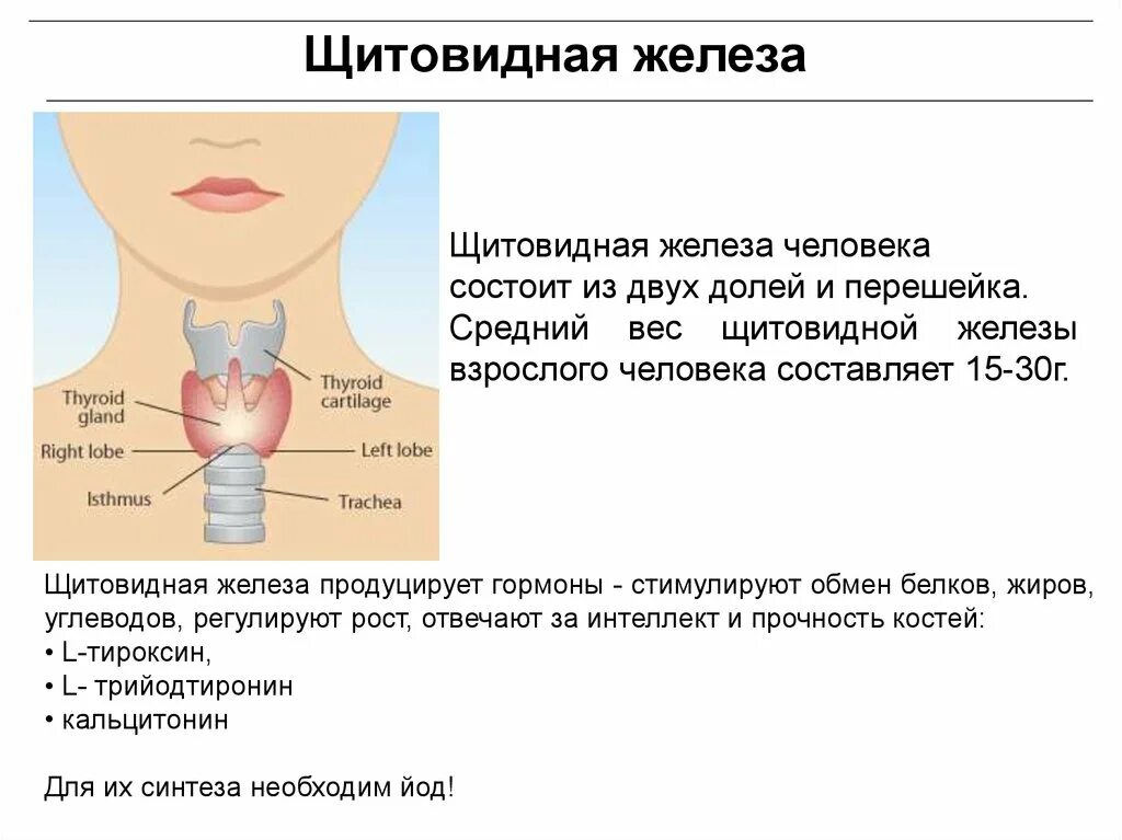 Где зоб. Железы щитовидной железы. Характеристика щитовидной железы. Щитовидная щитовидная железа.