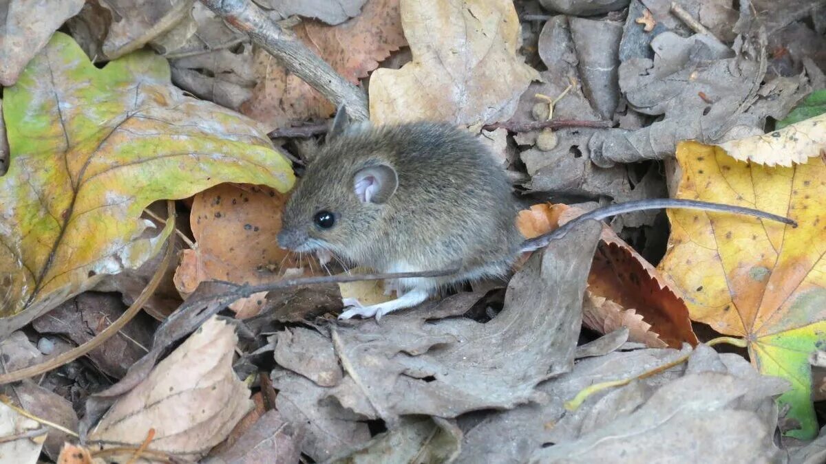 Полевая мышь убегает. Лесная мышь. Тёмная мышовка. Мышь готовится к зиме. Мышь полевка с коротким хвостом.