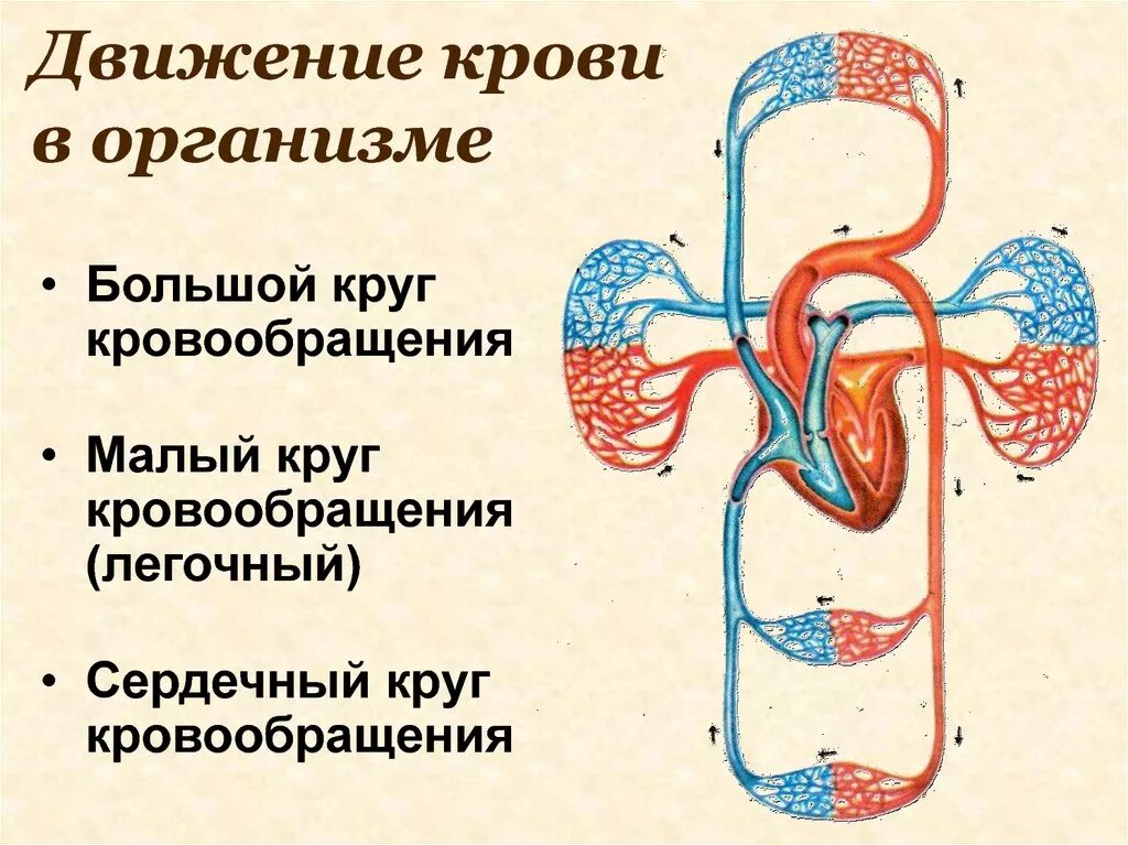 Направление движения крови вен. Движение крови по кровеносным сосудам человека. Схема движения крови в организме. Схема кровообращения. Малый круг кровообращения.