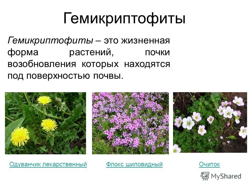 Гемикриптофиты это. Гемикриптофиты примеры растений. Гемикриптофиты это растения. Травянистые растения гемикриптофиты. Гемикриптофиты.