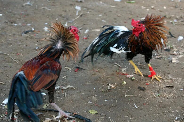 Cock fight