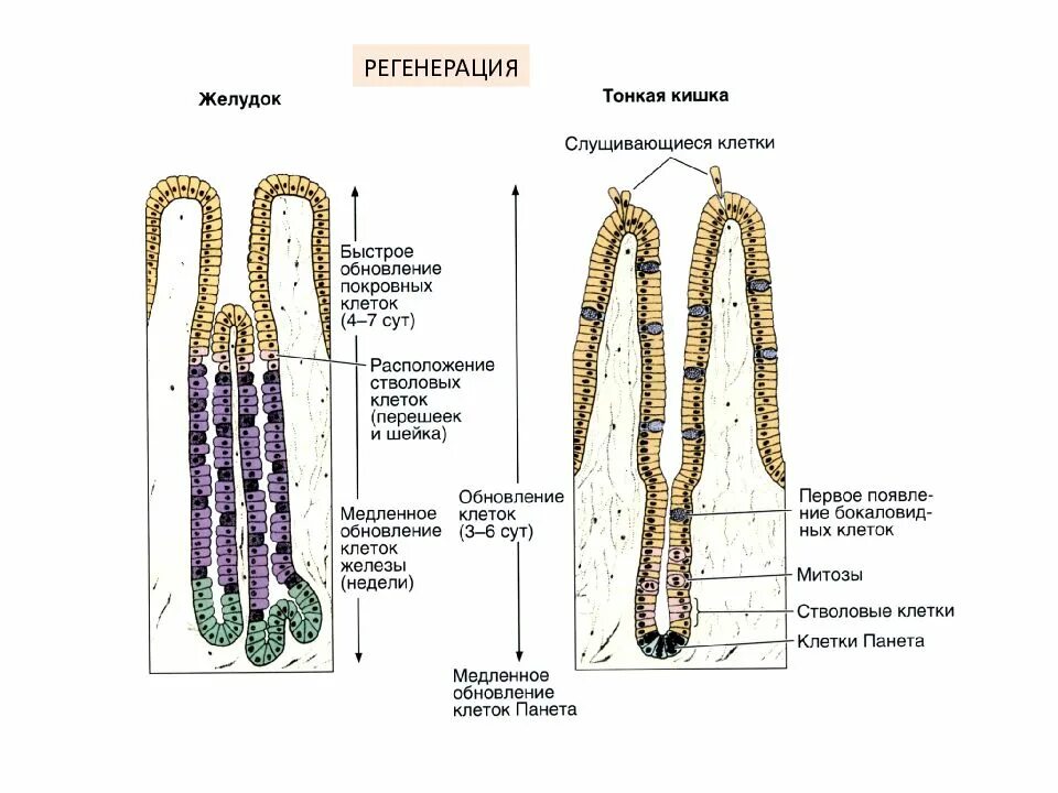 Регенерации слизистой оболочки. Эпителий тонкой кишки гистология. Регенерация эпителия слизистой оболочки желудка. Регенерация эпителия тонкой кишки. Физиологическая регенерация эпителия кожи.