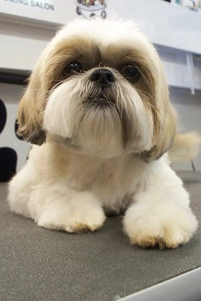 Гигиеническая стрижка ши тцу. Ши-тцу собака стрижка. Ши-тцу собака стрижка. Ши-тцу. Ши тцу стрижка мишка.