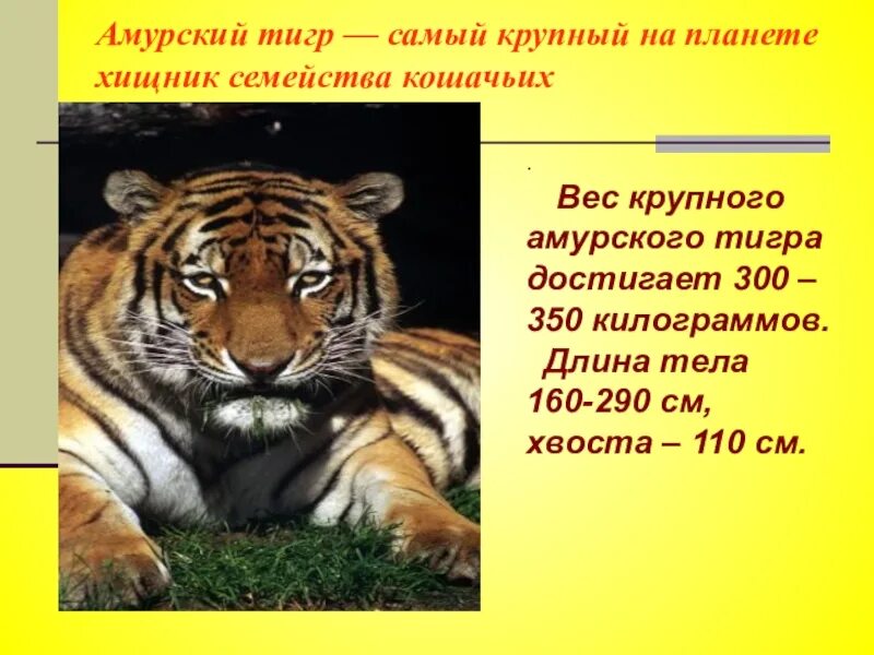 Какая длина тигра. Амурский тигр проект. Амурский тигр самый крупный. Амурский тигр длина тела. Вес крупного тигра.