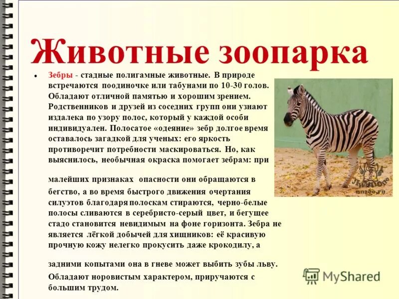 План открытия зоомагазина. Кенгуру валлаби. Преимущества и недостатки животных в зоопарках. Плюсы и минусы зоопарков. 20 июня день защиты слонов в зоопарках.