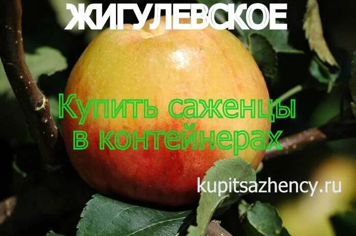 Яблоня сорт жигулевское отзывы. Яблоня крупноплодная "Жигулевское. Сорт яблони Жигулевская Жигулевская. Яблоня сорт Жигулёвское. Сорт яблок Жигулевское.